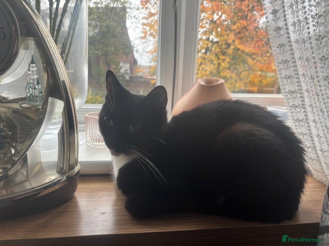 Mixed Breed cats for sale: Beautiful mother and daughter tux to go together.. - Image 3