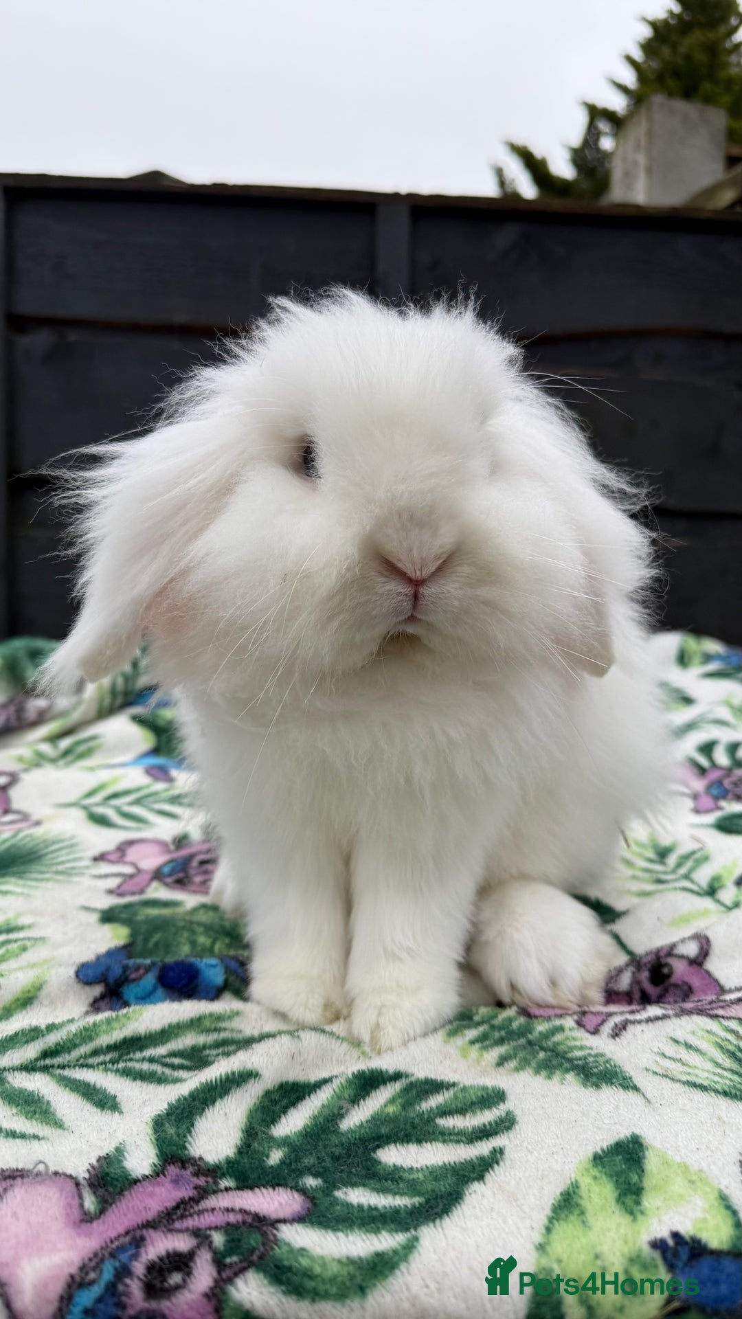 Mini Lion Lop rabbits for sale: Super Sweet, Beautiful Blue Eyed White Boy - Advert 1