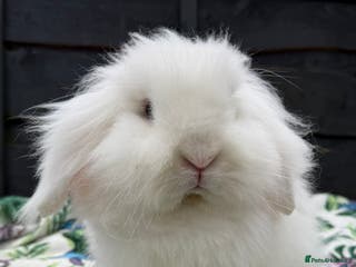 Mini Lion Lop rabbits Super Sweet, Beautiful Blue Eyed White Boy - Advert 11