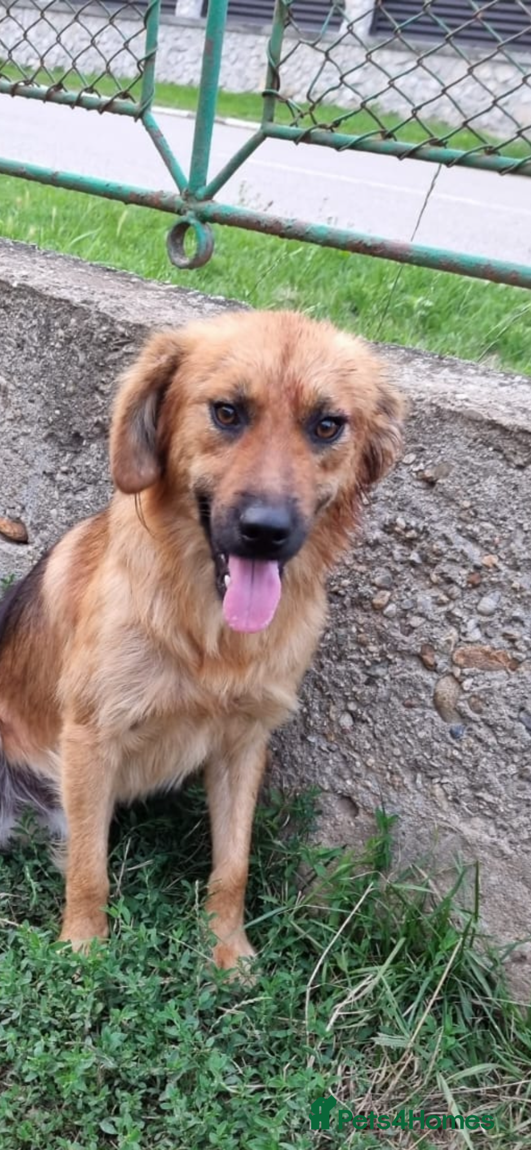 Mixed Breed dogs for adoption: Home Need Urgently  - Image 2