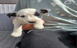 Jack Russell dogs for sale: Jack Russell pups 😍 - Image 1