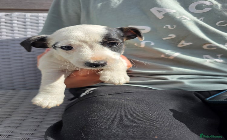 Jack Russell dogs - Advert 2