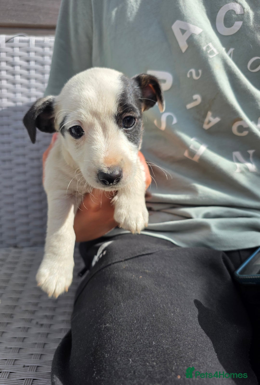 Jack Russell dogs for sale: Jack Russell pups 😍 - Image 1