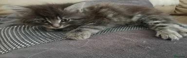 Fluffy