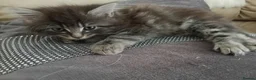 Mixed Breed cats for sale: Beautiful fluffy kittens - Advert 20