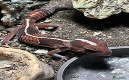 Gecko reptiles for sale: African fat tail gecko  - Image 1