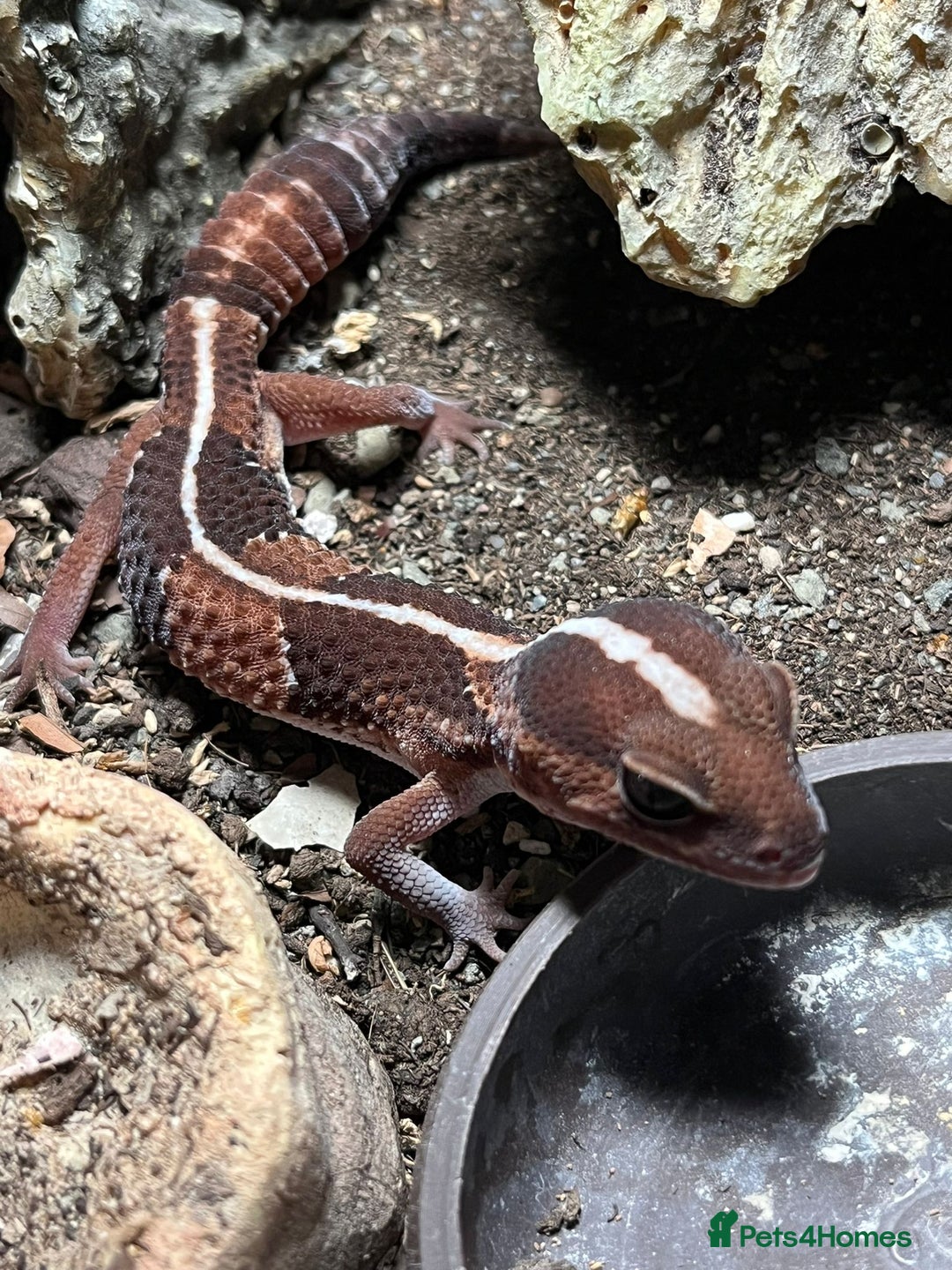 Gecko reptiles for sale: African fat tail gecko  - Image 1