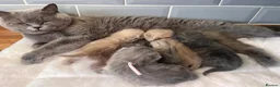 British Shorthair cats for stud: GCCF Active Registered Stud  - Advert 7