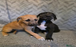 Lurcher dogs for sale: Lurcher puppies  - Image 4