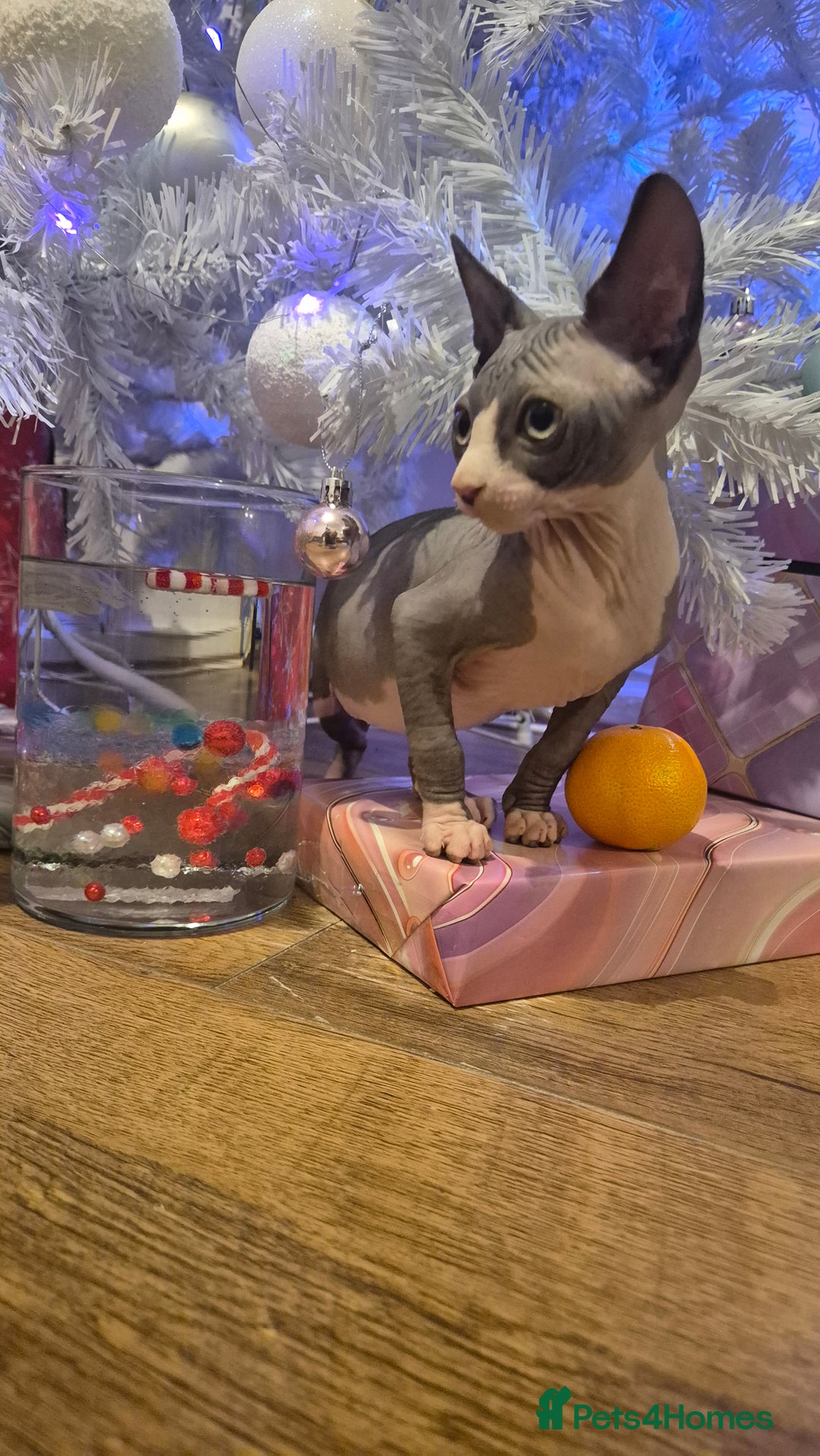 Sphynx cats for sale: Exclusive Sphynx Kittens Looking for Forever Homes - Advert 24