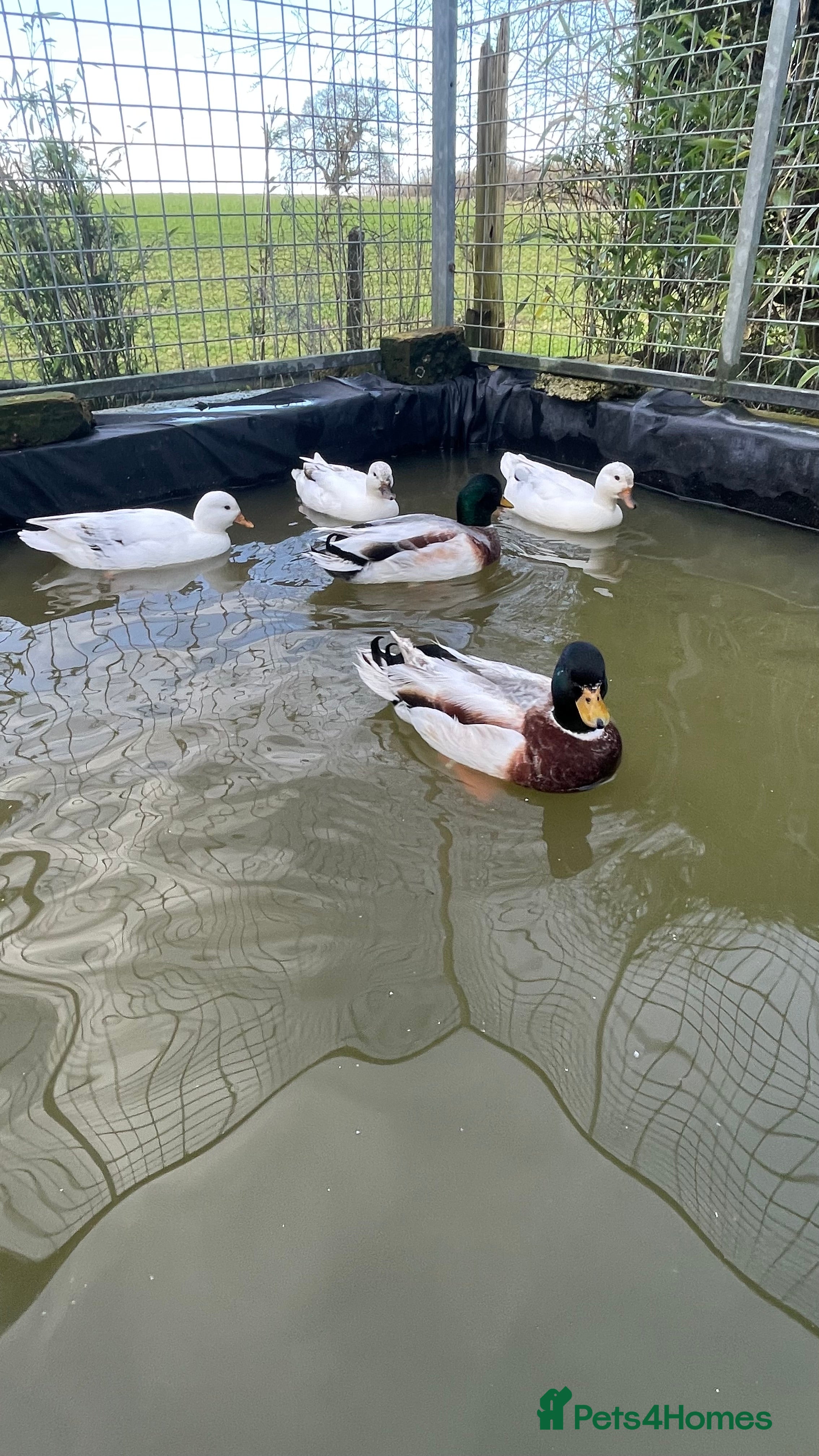 Ducks poultry Call ducks - Advert 2