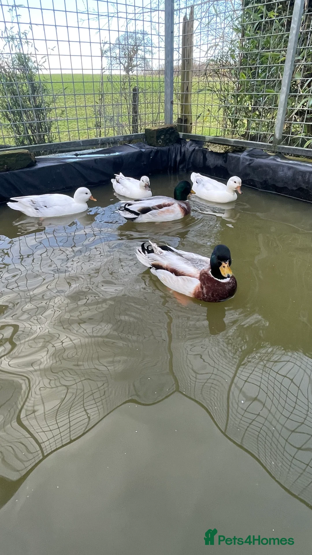 Ducks poultry for sale: Call ducks - Advert 2