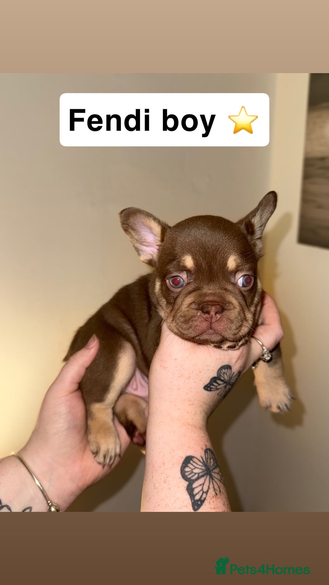 French Bulldog dogs for sale: Frenchie litter - Image 6