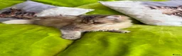 British Longhair cats for sale: British Longhair Kittens only 2 left - Advert 4