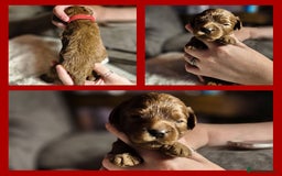 Cavapoo dogs for sale: ⭐️BEAUTIFUL INTENSE RED TOY CAVAPOO PUPPIES⭐️ - Image 10