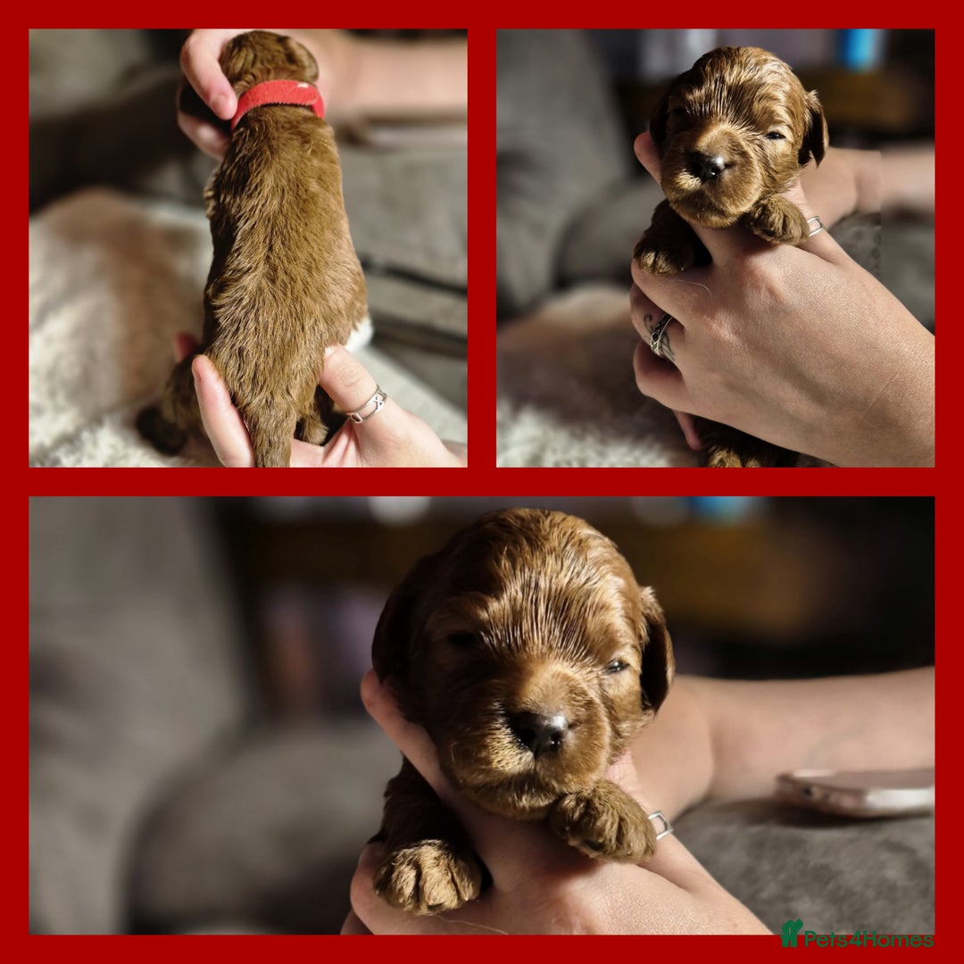 Cavapoo dogs for sale: ⭐️BEAUTIFUL INTENSE RED TOY CAVAPOO PUPPIES⭐️ - Image 10