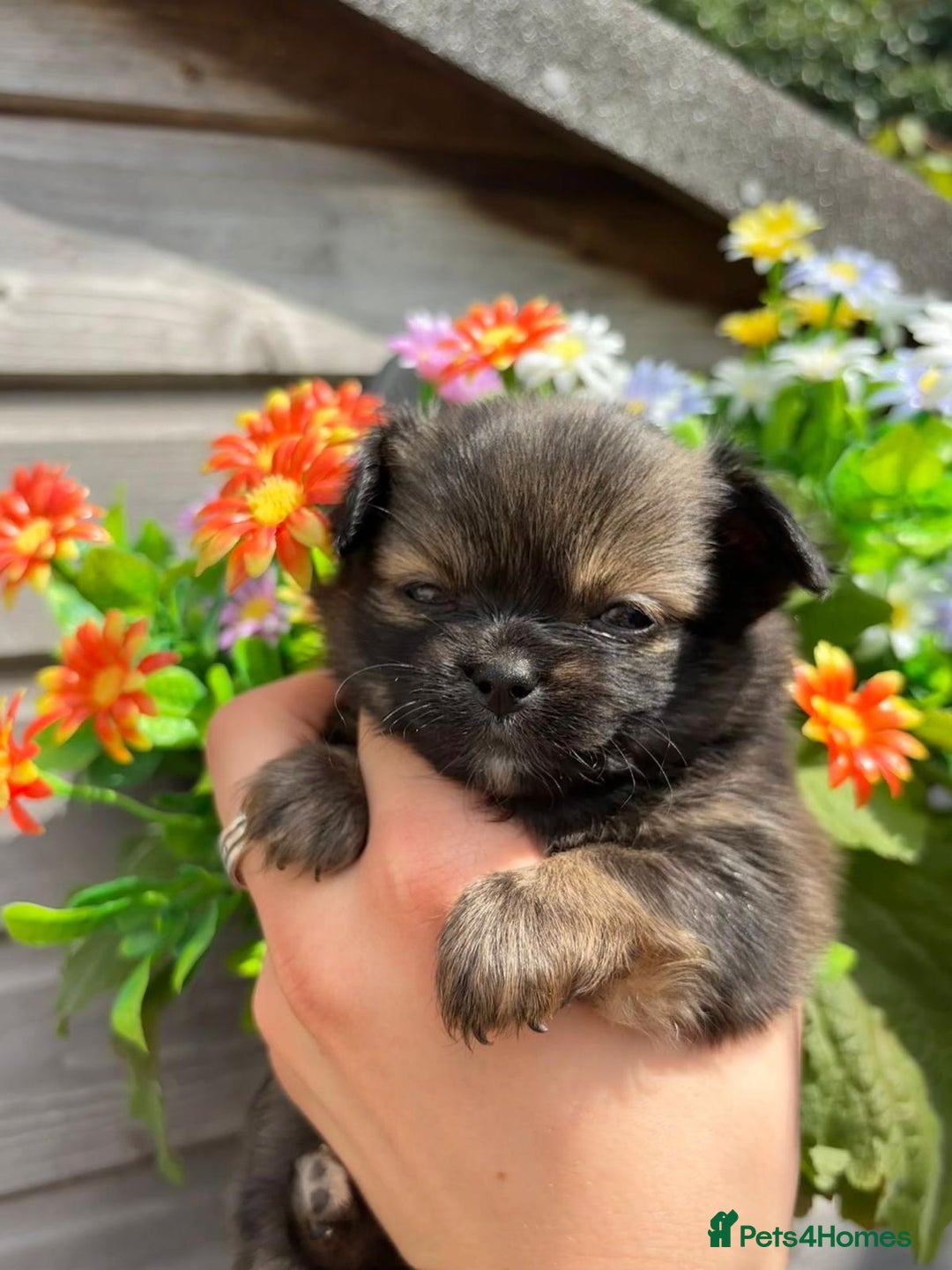 Chihuahua dogs for sale: Pure Breed Chihuahua  - Image 13