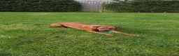 Rhodesian Ridgeback dogs for sale: Waiting List Open - Due 20th April 26  - Advert 3