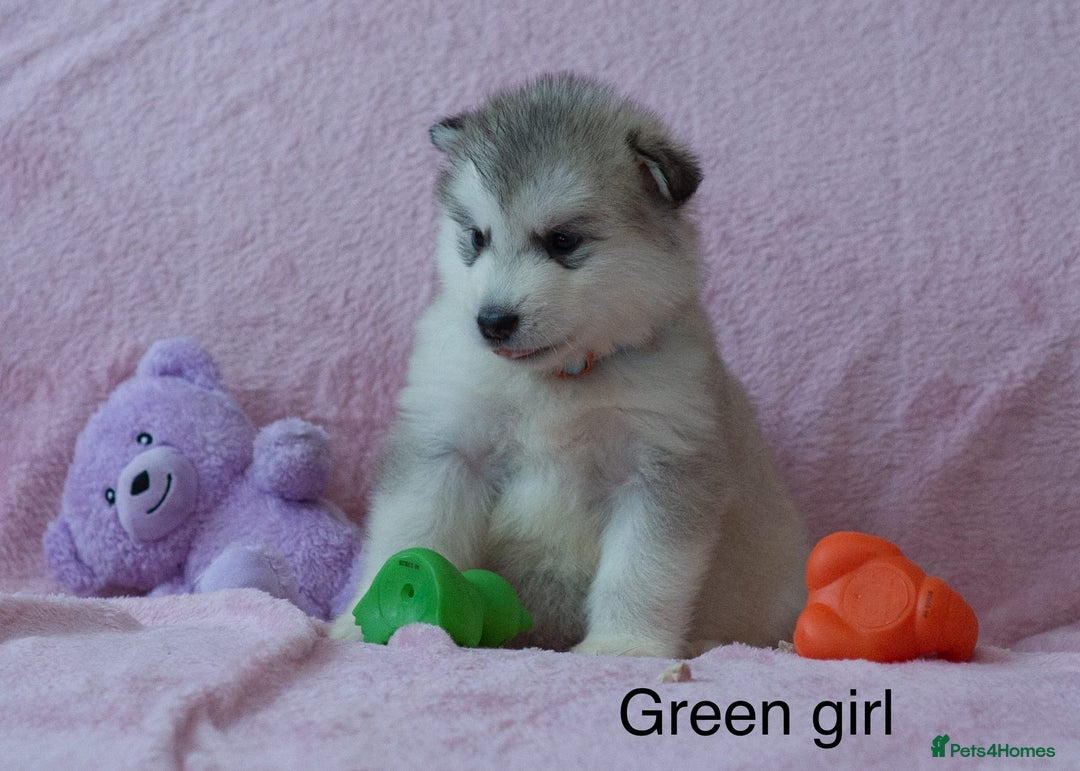 Alaskan Malamute dogs for sale: 🌟Beautiful pure malamutes💯 - Image 2