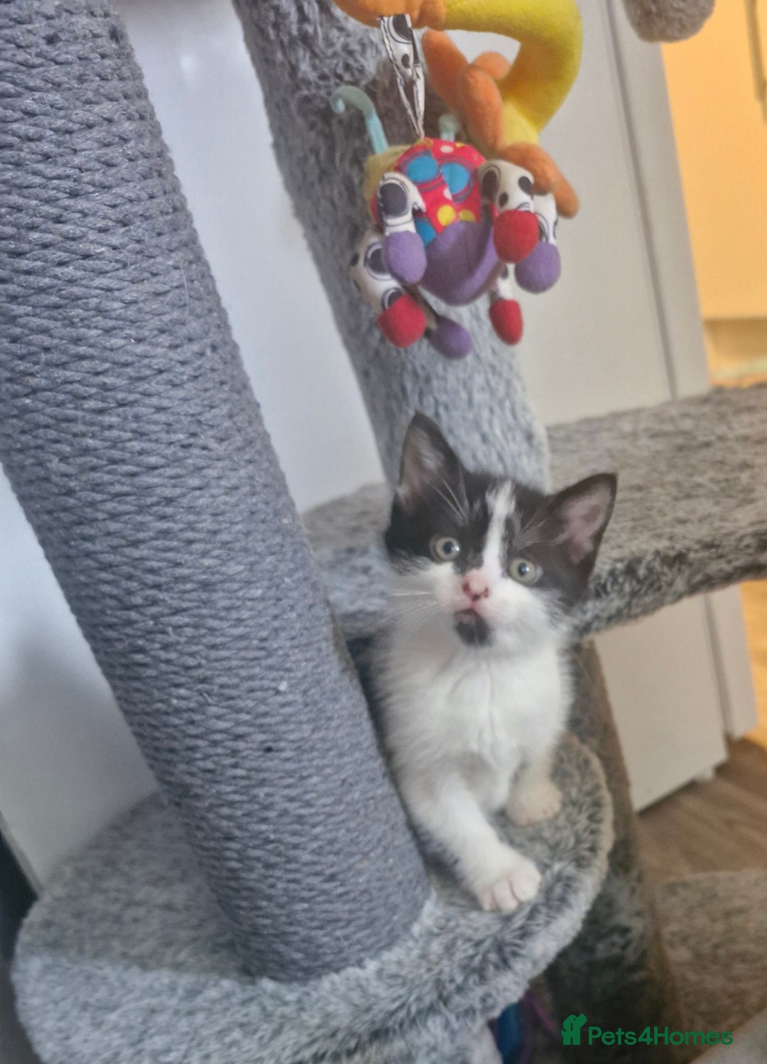 Mixed Breed cats for sale: Kittens - Image 5