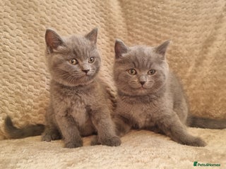 British Shorthair cats Beautiful chunky BSH kittens (2 left) - Advert 18