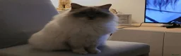 Ragdoll cats for sale: Beautiful Lilac Colourpoint Female  in Burton-on-Trent - Advert 3