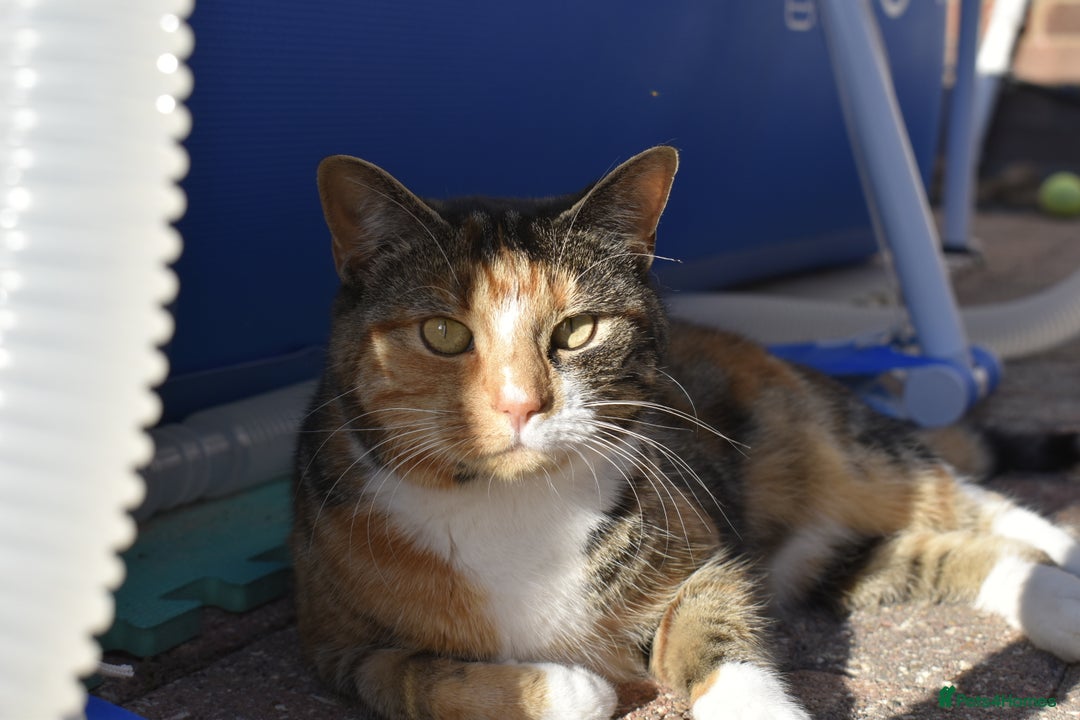 Mixed Breed cats for sale: 9 year old female cat needing new loving home  - Advert 1