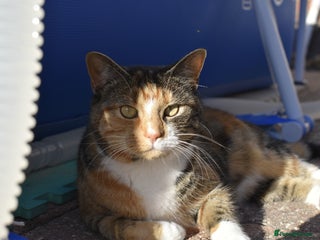 Mixed Breed cats 9 year old female cat needing new loving home - Advert 1
