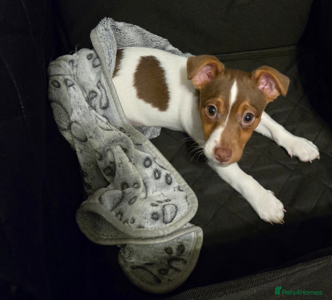 Jack Russell dogs for stud: Jack Russell for stud - Advert 2