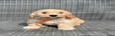 Orange Collar