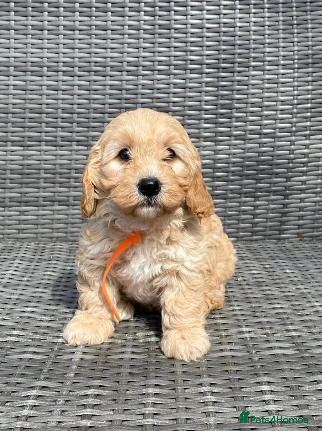 Cavapoochon dogs for sale: Cavapoochon Pups For Sale - Advert 7