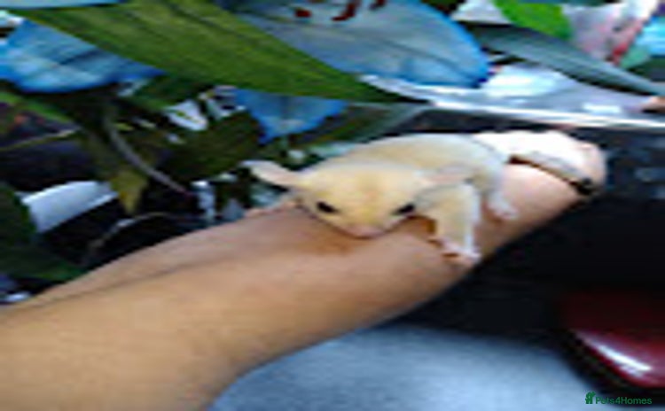 Sugar Glider rodents - Advert 5