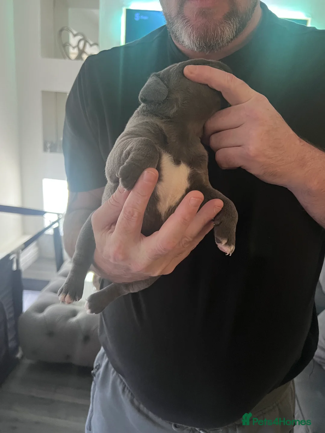 Staffordshire Bull Terrier dogs for sale: LAST BOY LEFT KC REGISTERED 5 STAR BLUE   - Advert 31