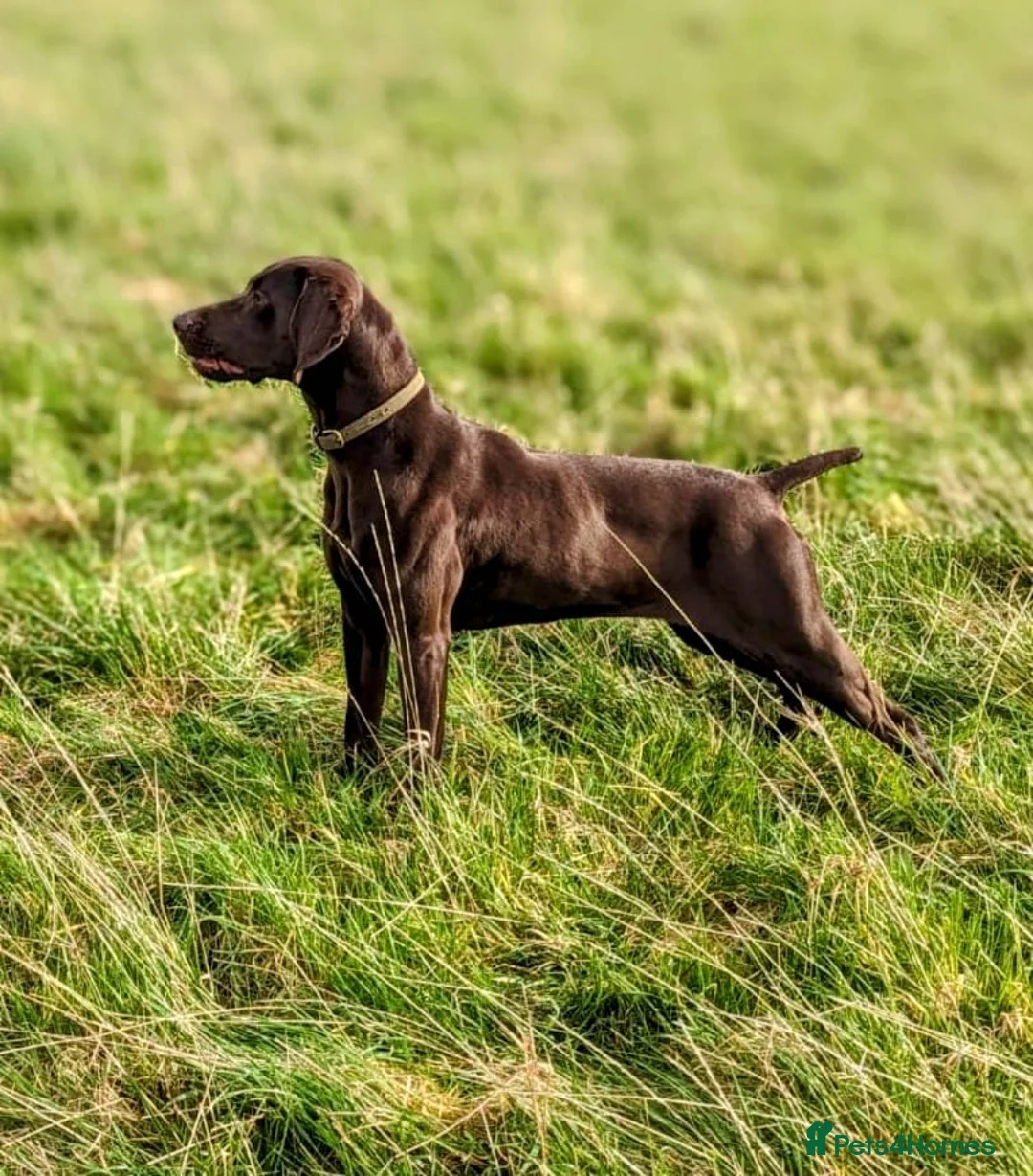 German Shorthaired Pointer dogs for sale: Fantastic KC registered Solid working GSP's. - Advert 2