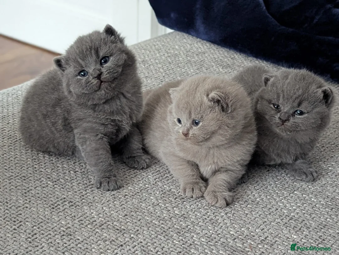 British Shorthair cats for stud: 🏆🥇Beautiful Lilac Boy GCCF/TICA registered 🏆🥇 - Advert 18