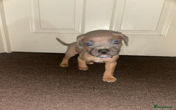 Mixed Breed dogs for sale: French bulldog mix - Image 19