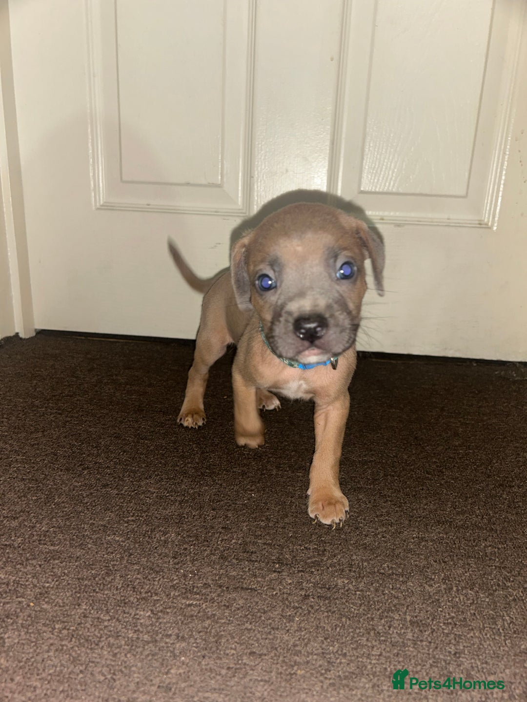 Mixed Breed dogs for sale: French bulldog mix - Image 19