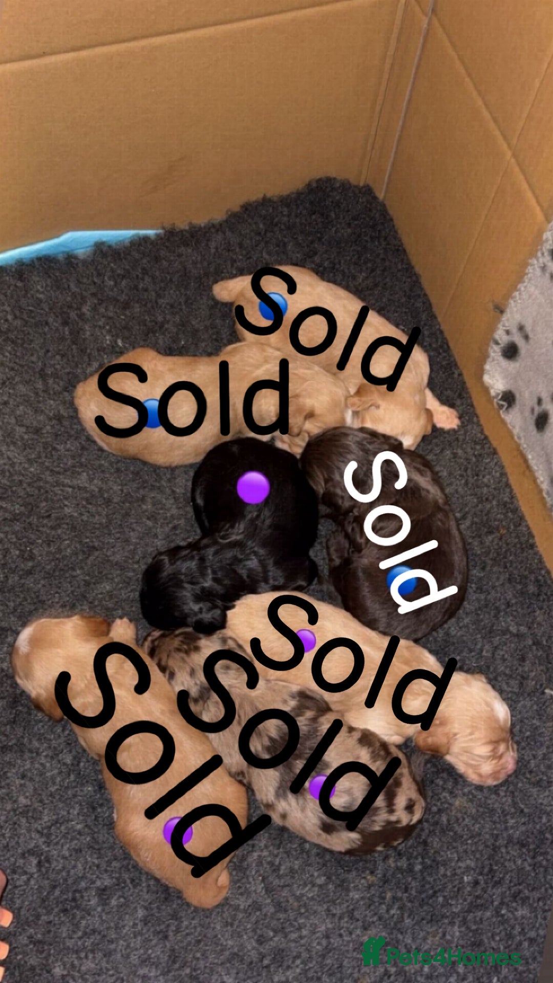 Sprocker dogs for sale: Beautiful Sprocker puppy - Image 6