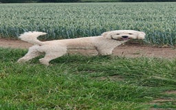 Labradoodle dogs for stud: Beautiful labradoodle for stud - Image 4