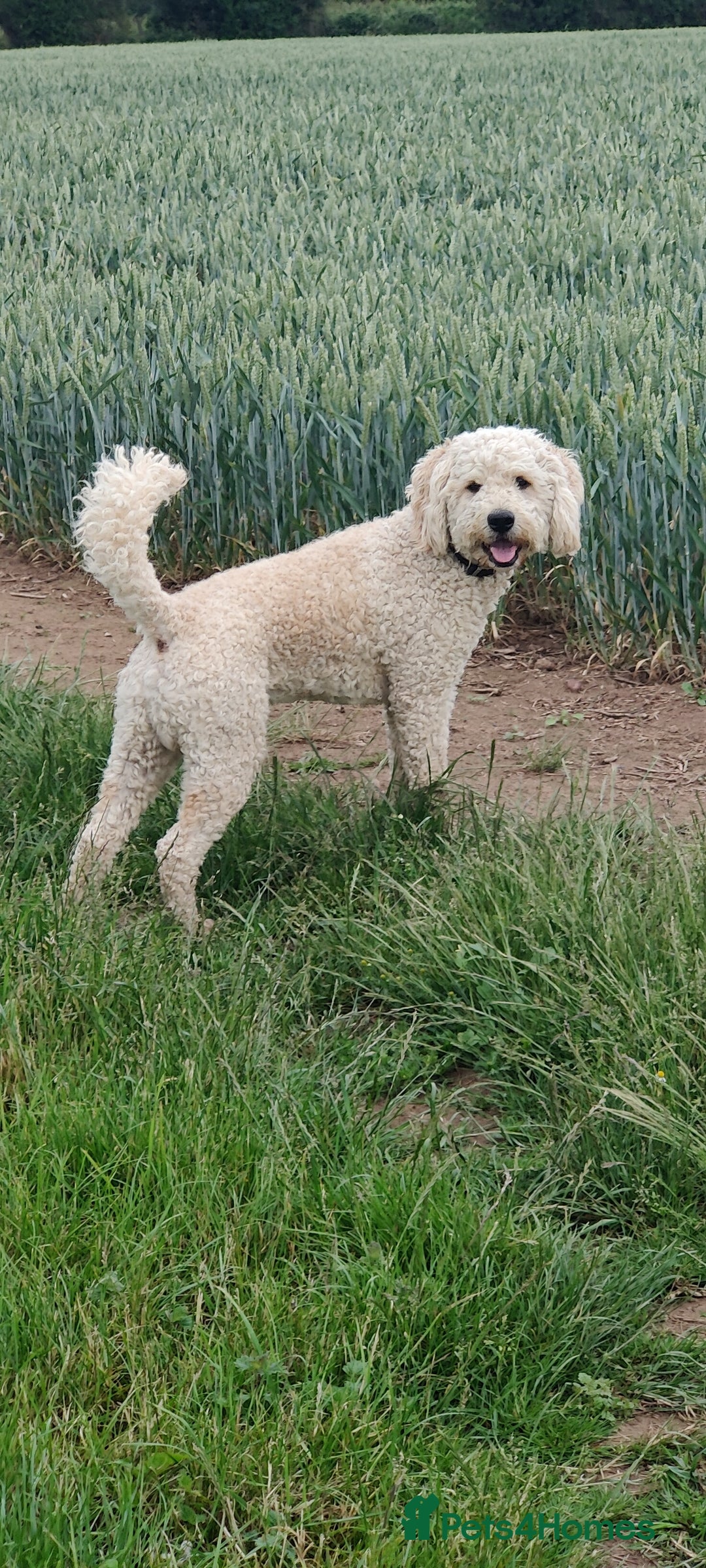 Labradoodle dogs for stud: Beautiful labradoodle for stud - Image 4
