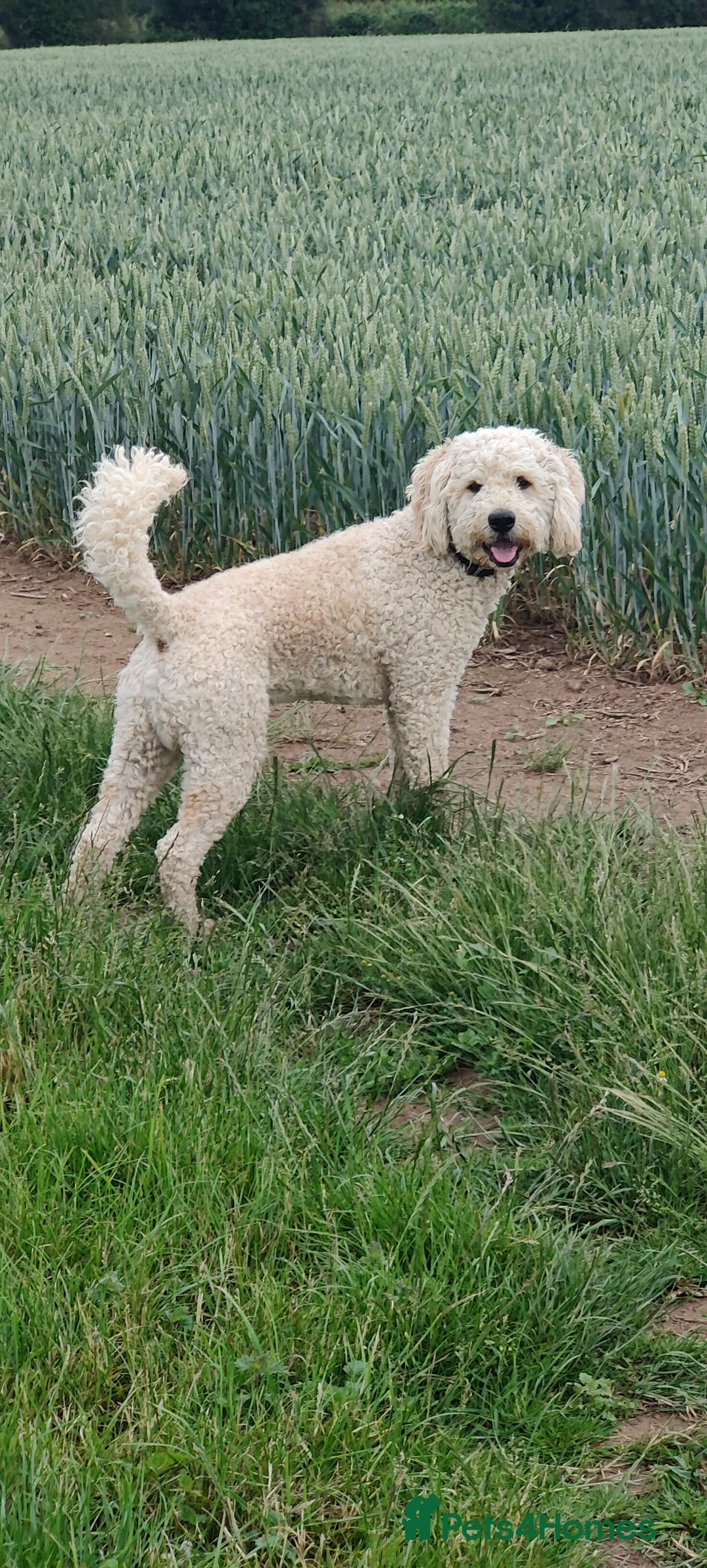 Labradoodle dogs for stud: Beautiful labradoodle for stud - Advert 4