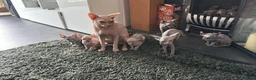 Sphynx cats for sale: 🐈‍⬛🐾 Sphynx elf's / Canadian kittens  - Advert 2