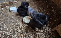 Mini Lop rabbits for sale: Mini Lop Rabbits - Image 11