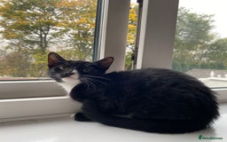 Mixed Breed cats for sale: Tuxedo Tabby kittens  - Image 4