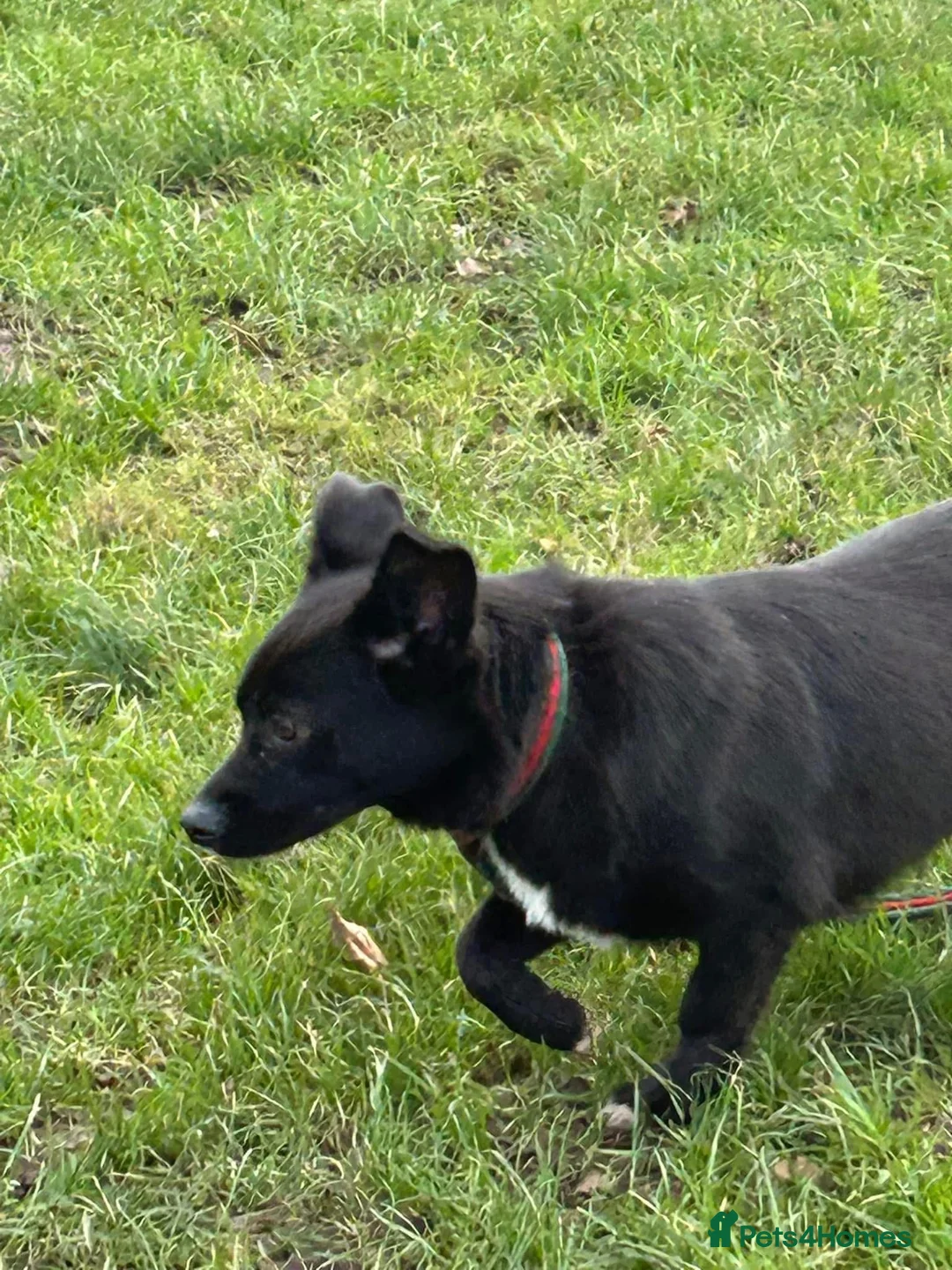 Mixed Breed dogs for adoption: Kimba - Norwich Norfolk  in Norwich - Advert 7