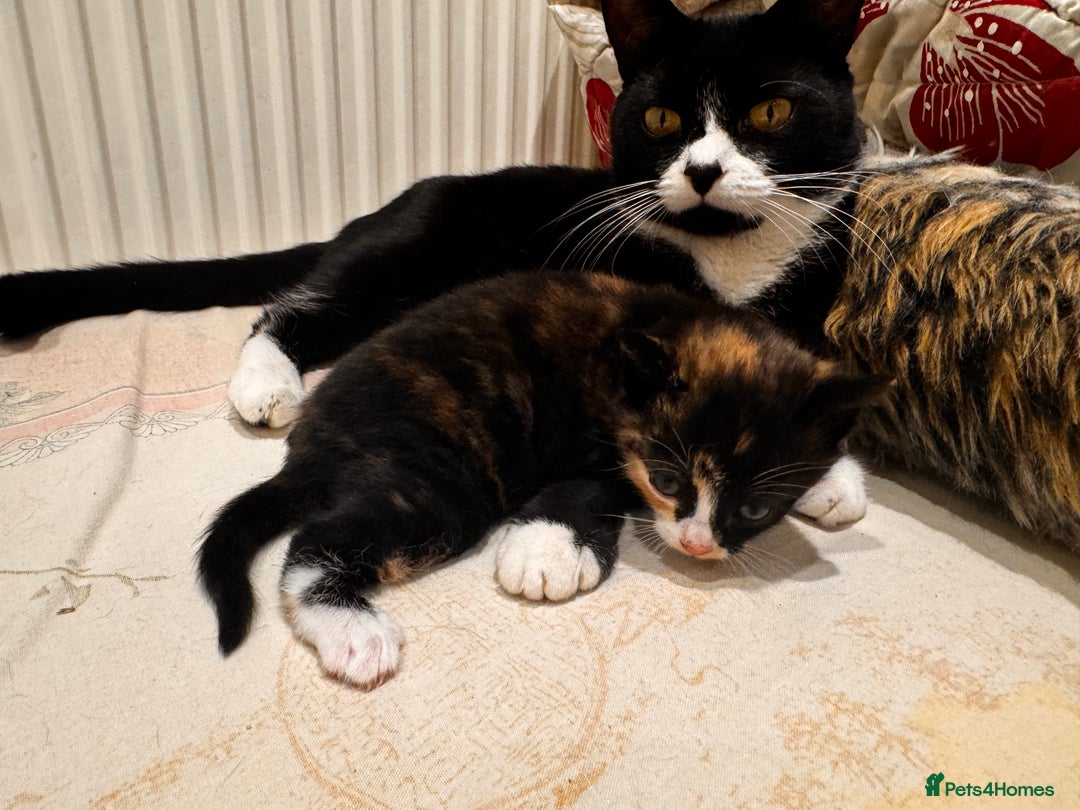 Mixed Breed cats for sale: 4 beautiful kittens - Advert 1