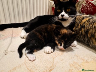 Mixed Breed cats 4 beautiful kittens - Advert 5