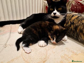 Mixed Breed cats 4 beautiful kittens - Advert 12