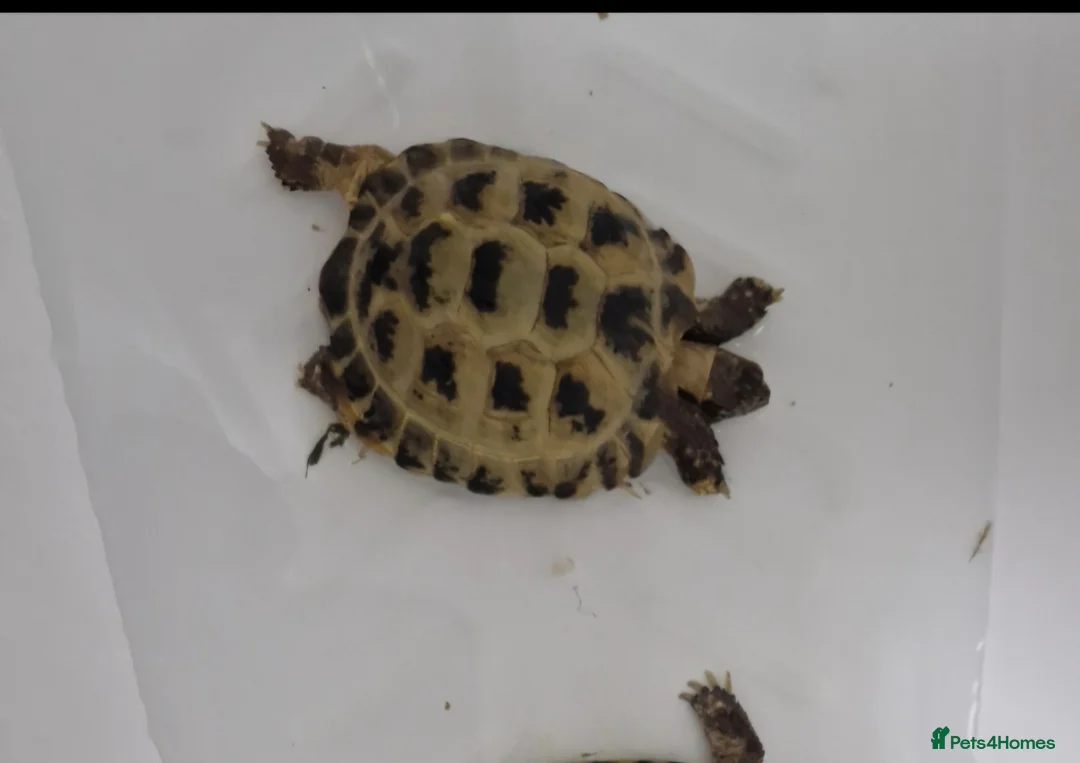 Tortoise reptiles for sale: Female Horsfield Tortoise  - Advert 2