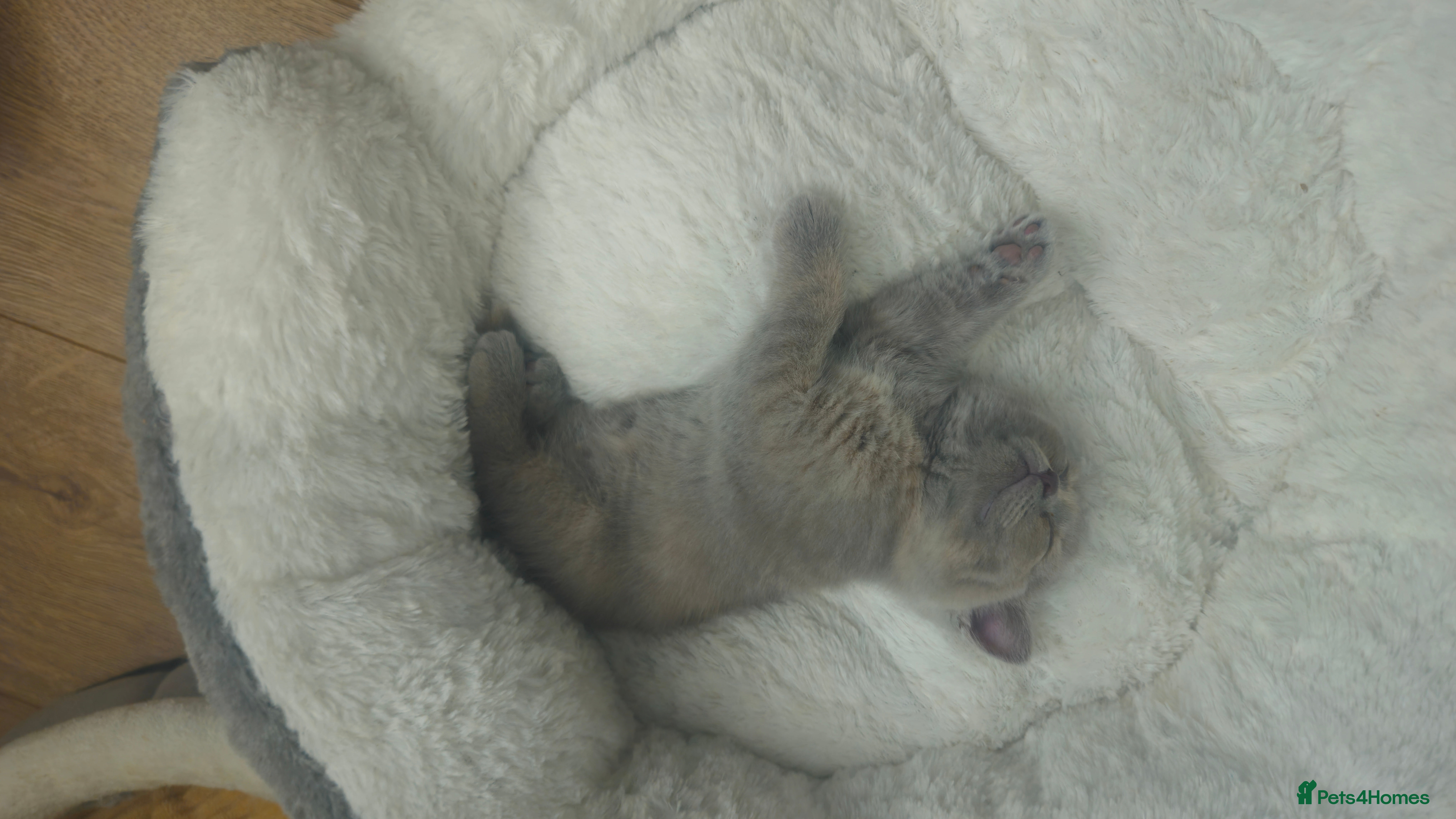 British Shorthair cats Gorgeous British shorthair kittens - Advert 2